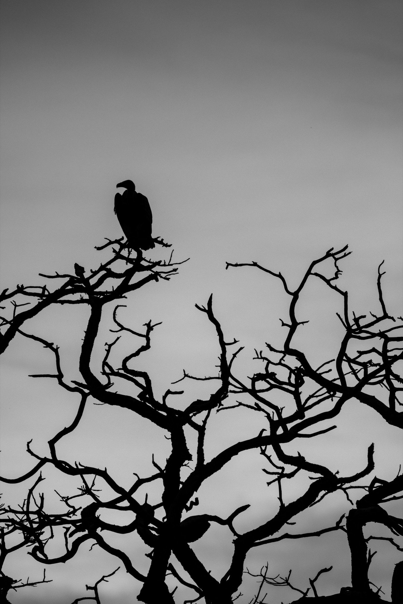 A vulture perched on bare branches