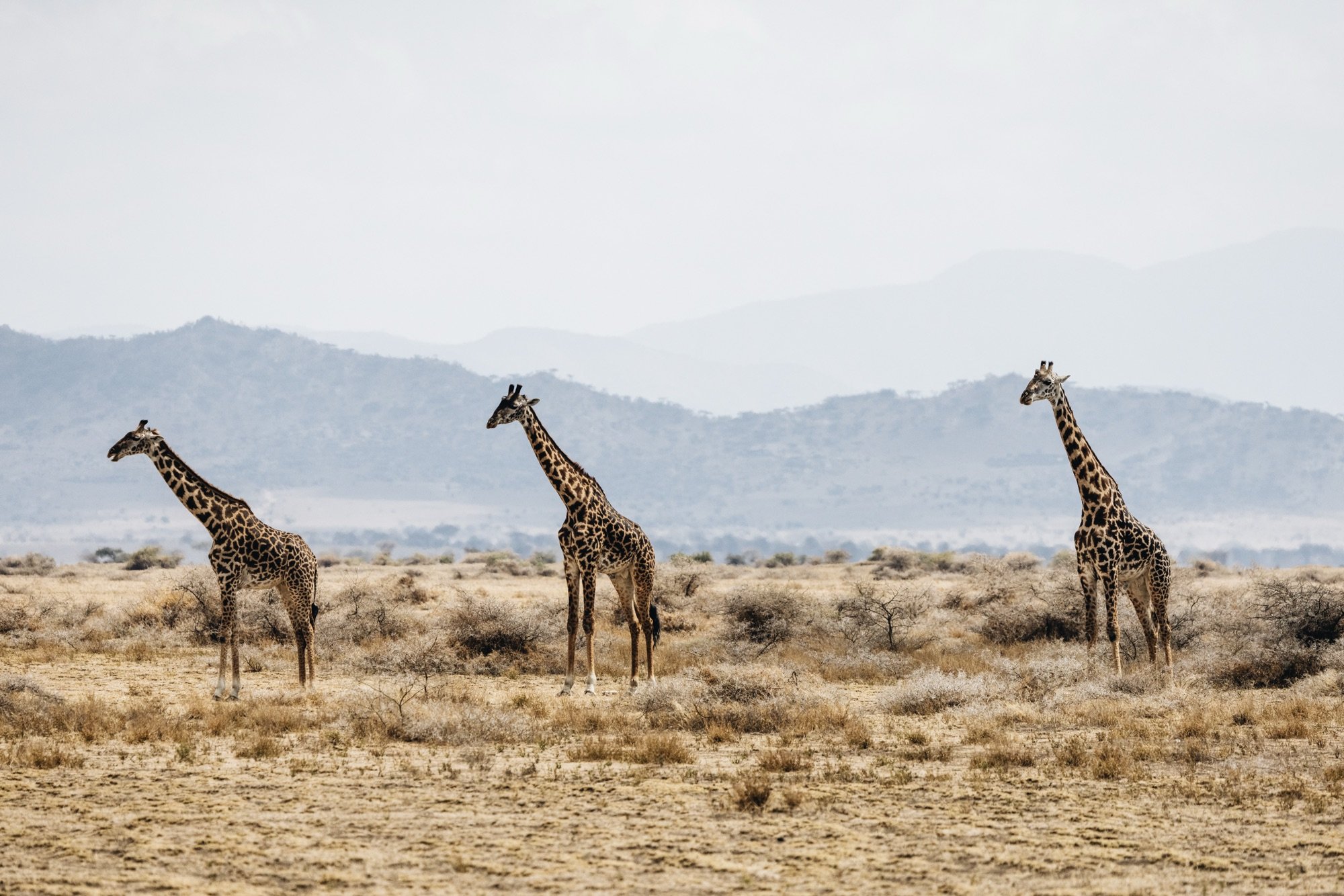 Three giraffes on the savanna