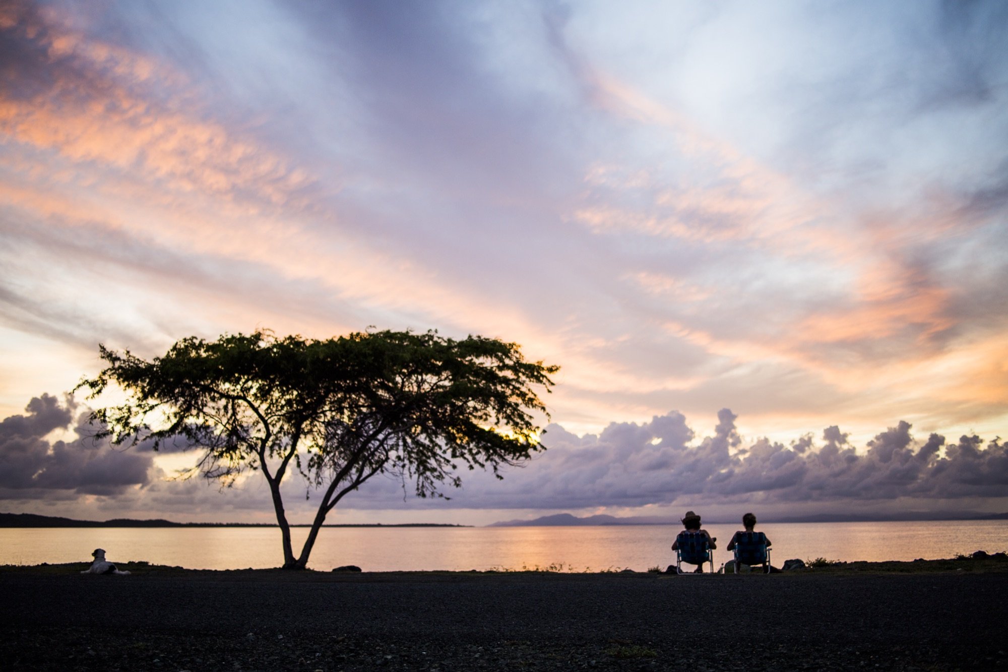 A couple under a tree at sunset