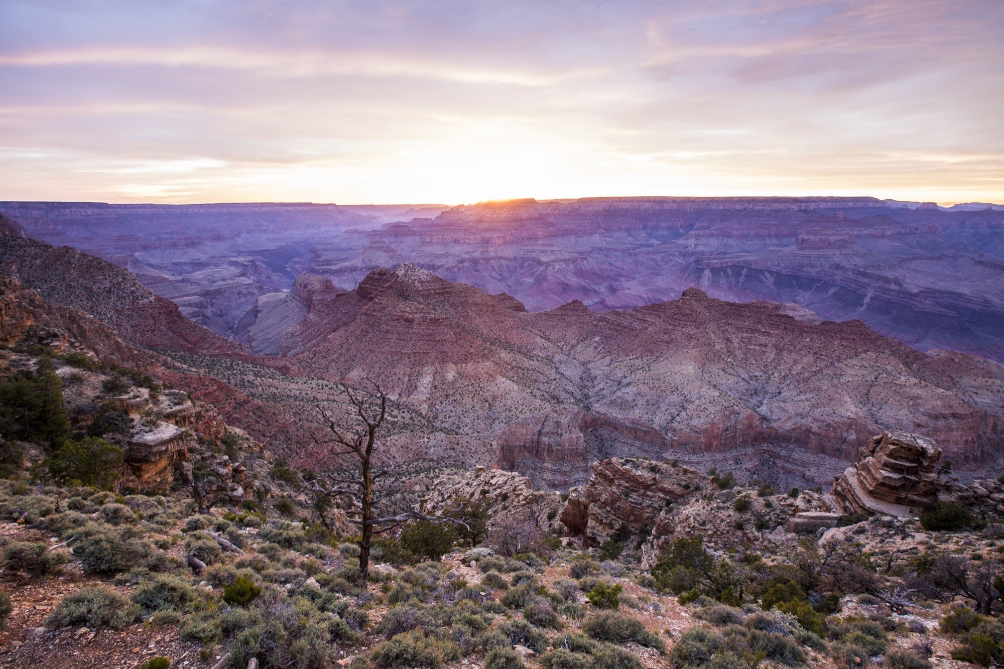 Dawn light over the Grand Canyon with a bare tree