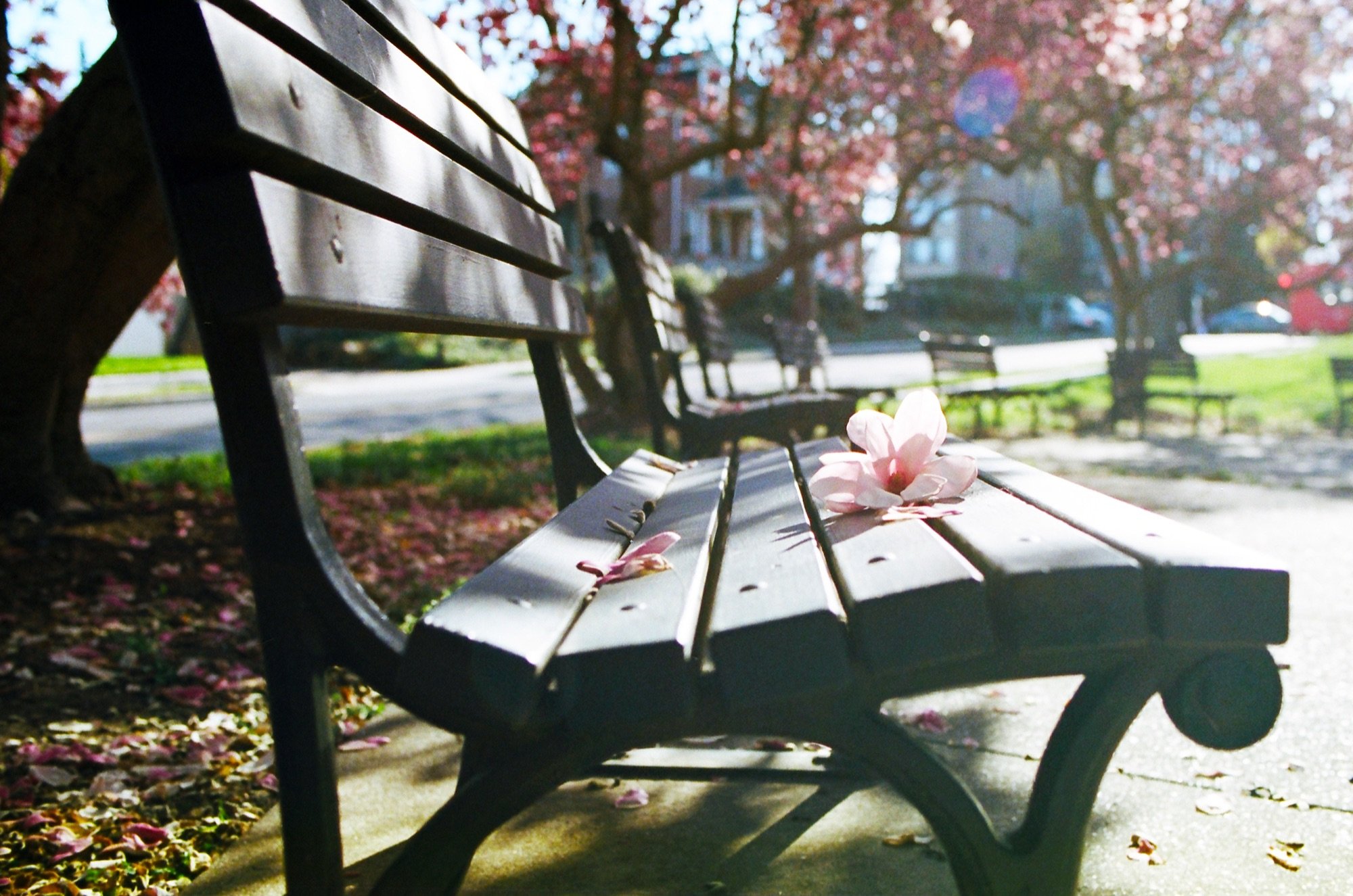 A magnolia blossom resting on a bench