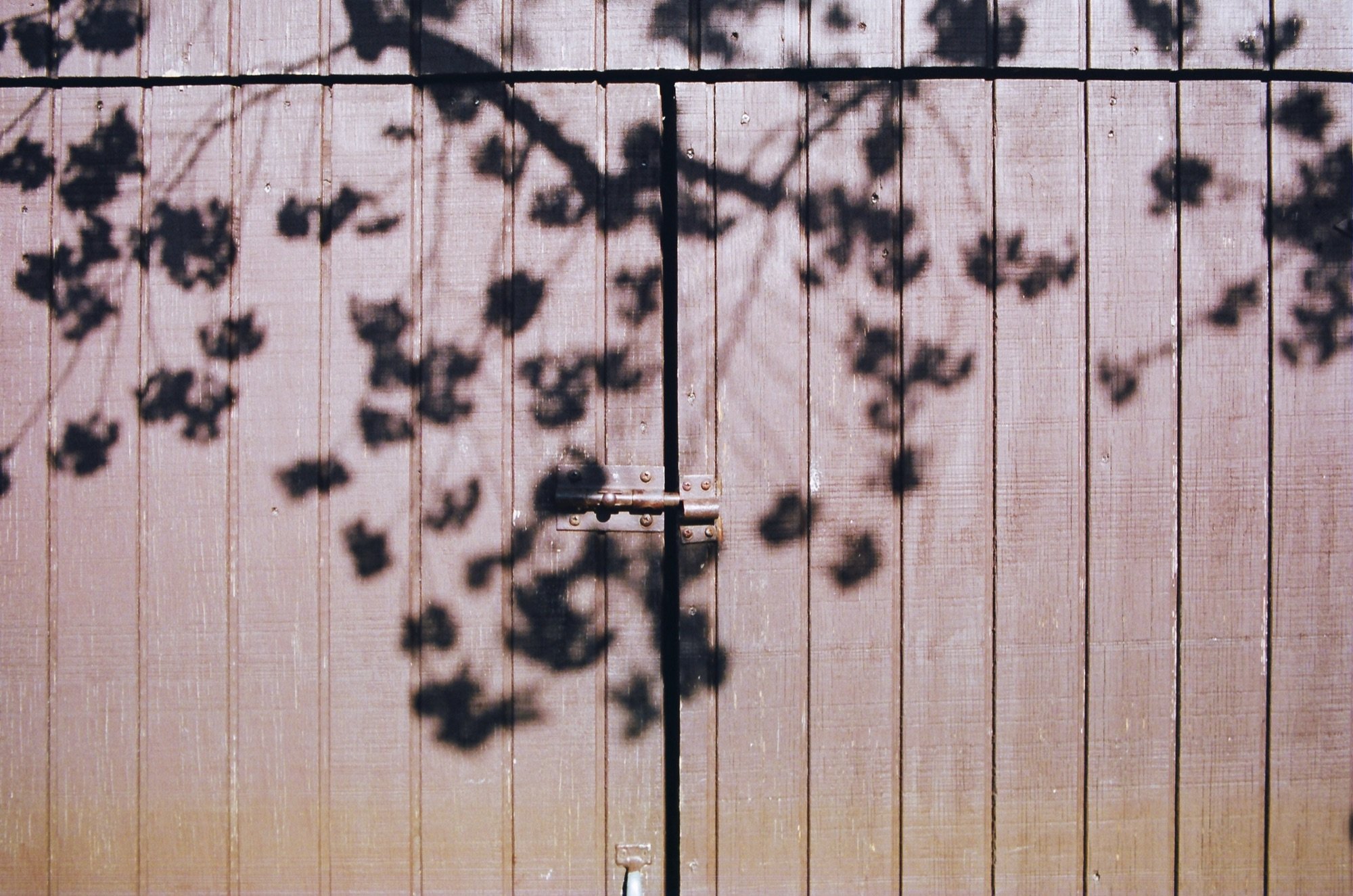 Blossom shadows cast on a fence