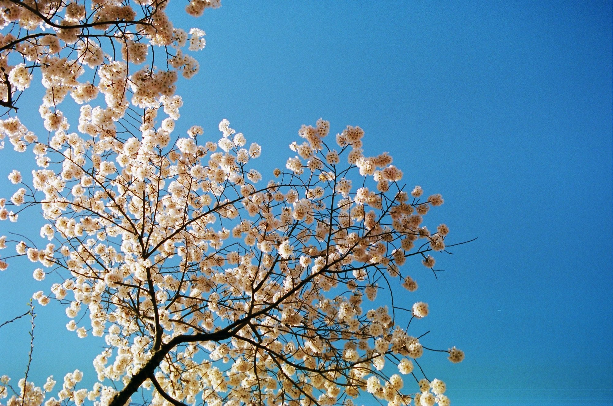 Cherry blossoms against a clear sky