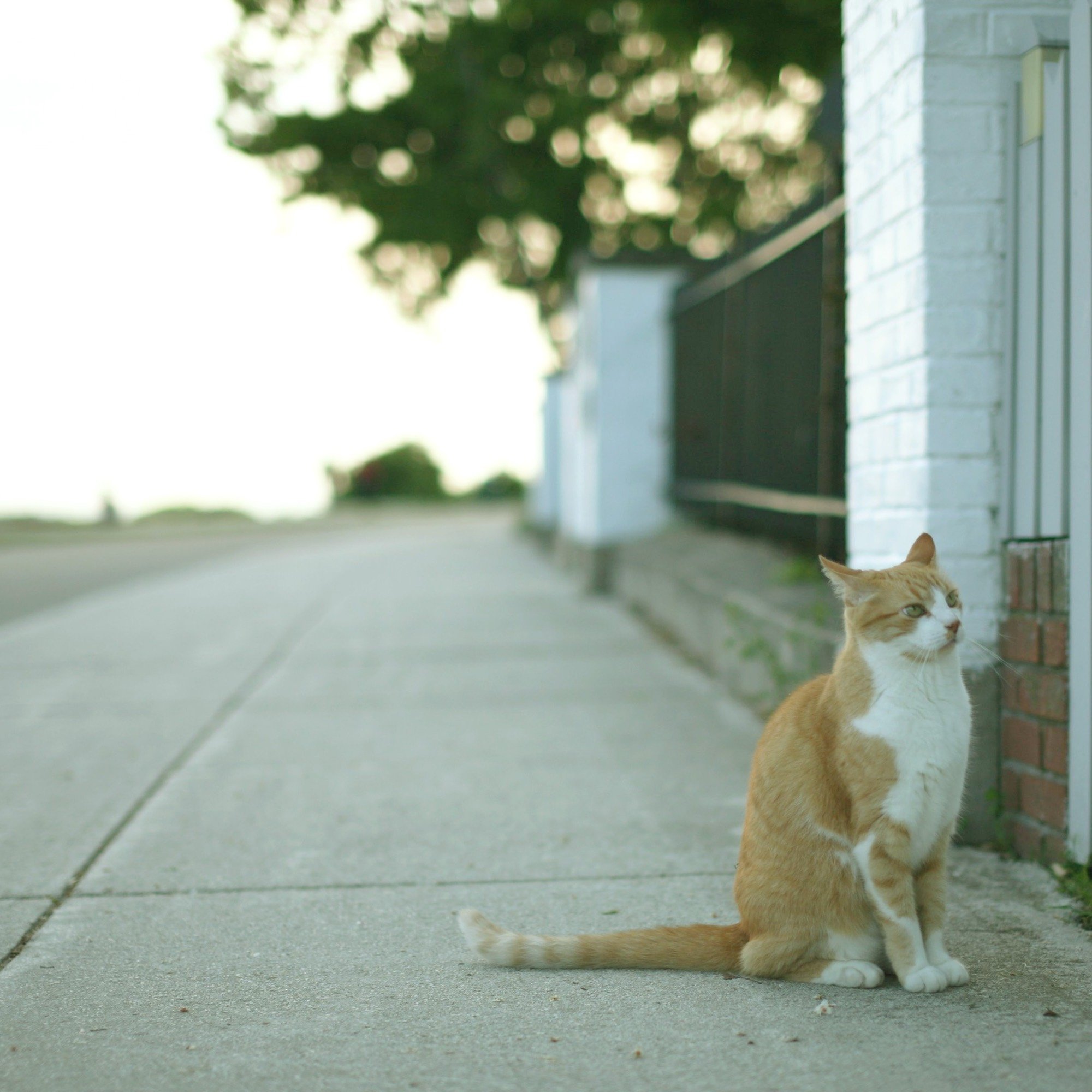 An orange and white cat sitting on a sidewalk