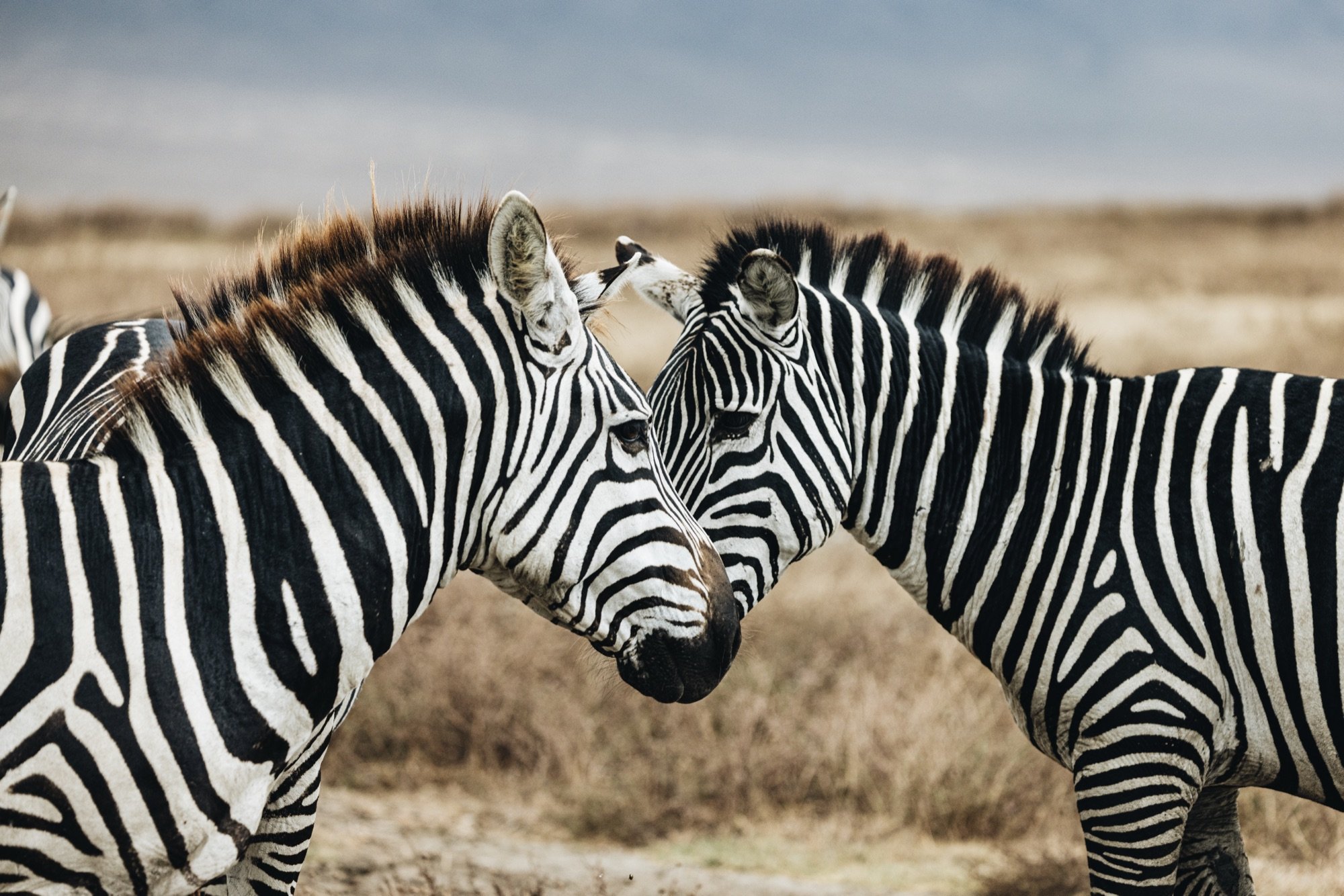 A pair of zebras nuzzling