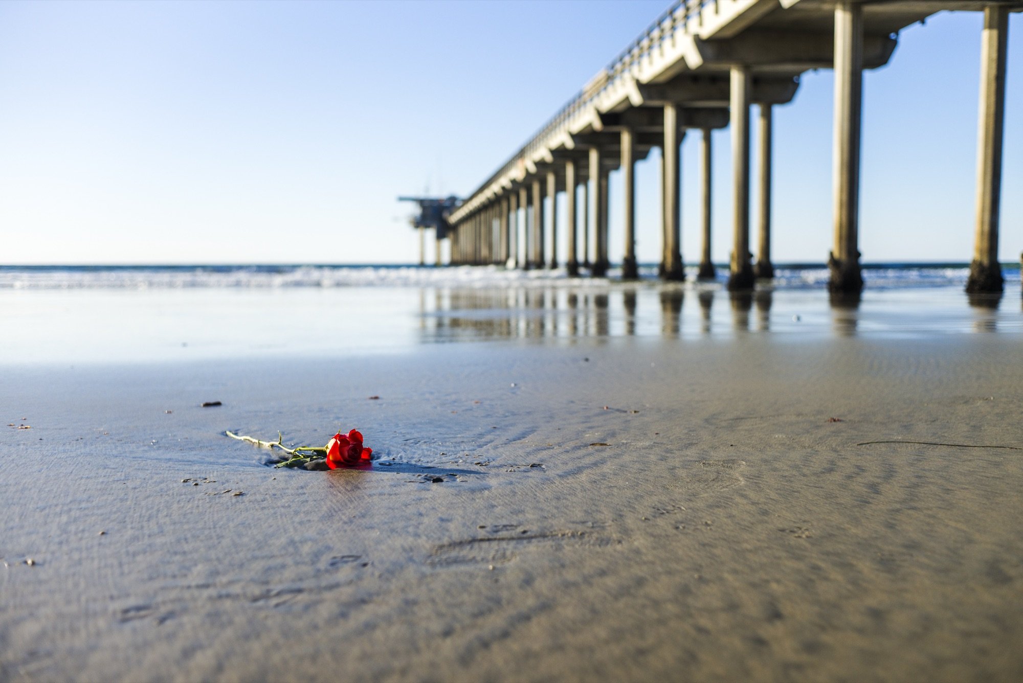 A red rose on the beach beside a pier