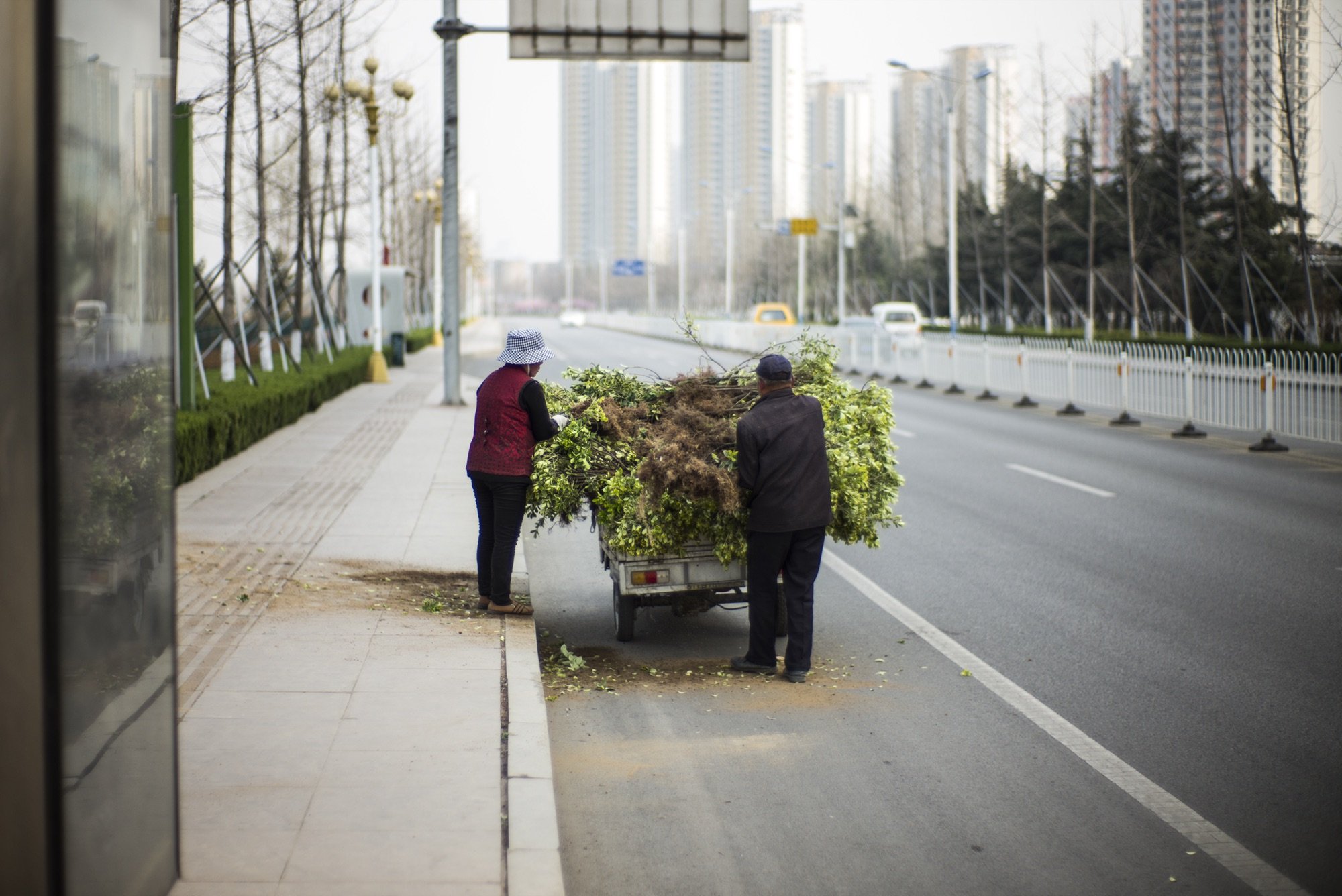 Workers loading brush onto a cart
