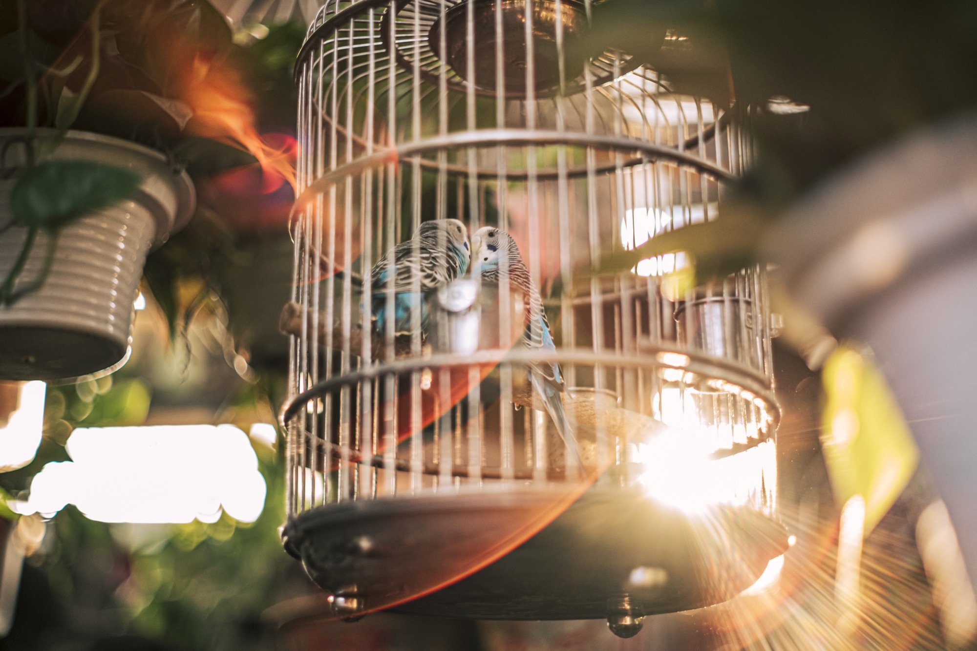 Two budgies in a backlit birdcage