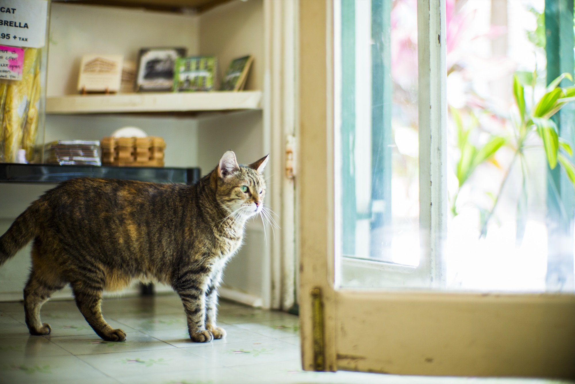 A tabby cat by a sunlit doorway