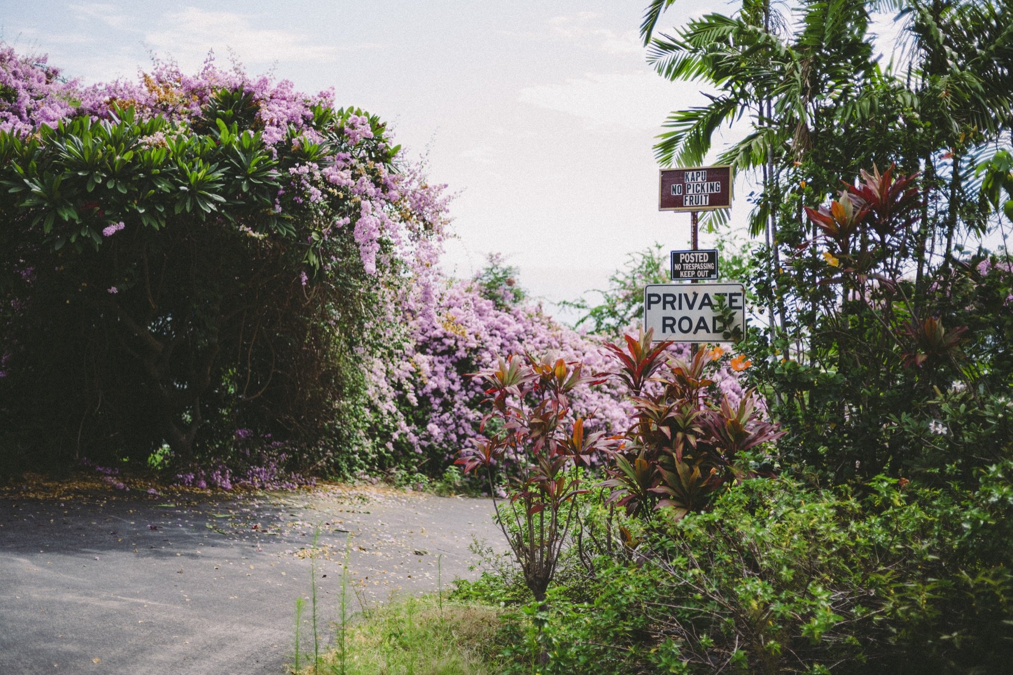 Tropical blossoms beside a road sign
