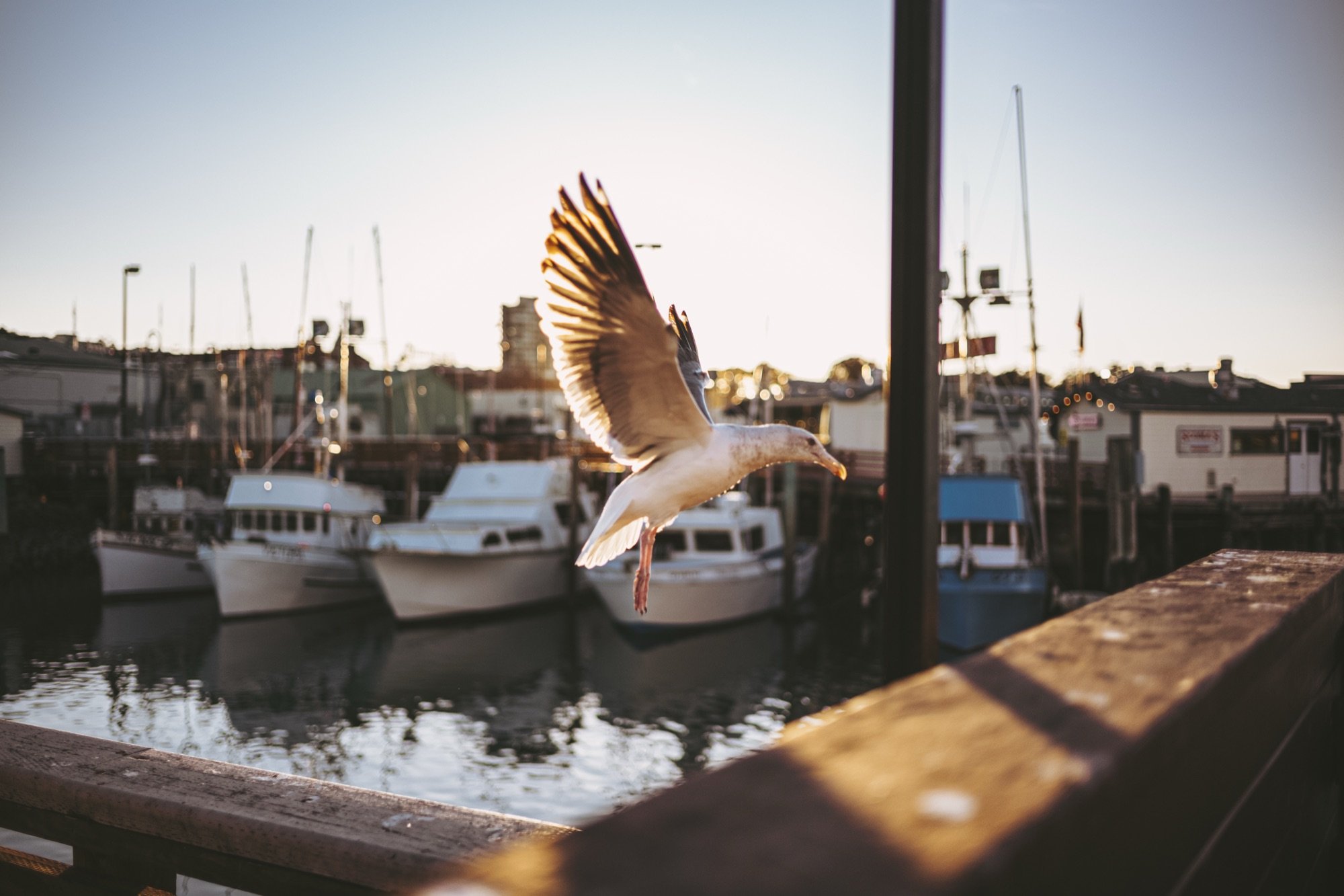 A seagull flying over a harbor